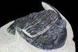 Bargain, Hollardops Trilobite - Visible Eye Facets #105979-2